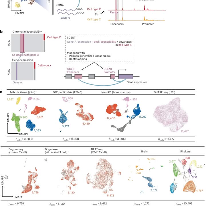 Forscher entwickeln neuartige statistische Methode zur genetischen Kartierung von Autoimmunerkrankungen
