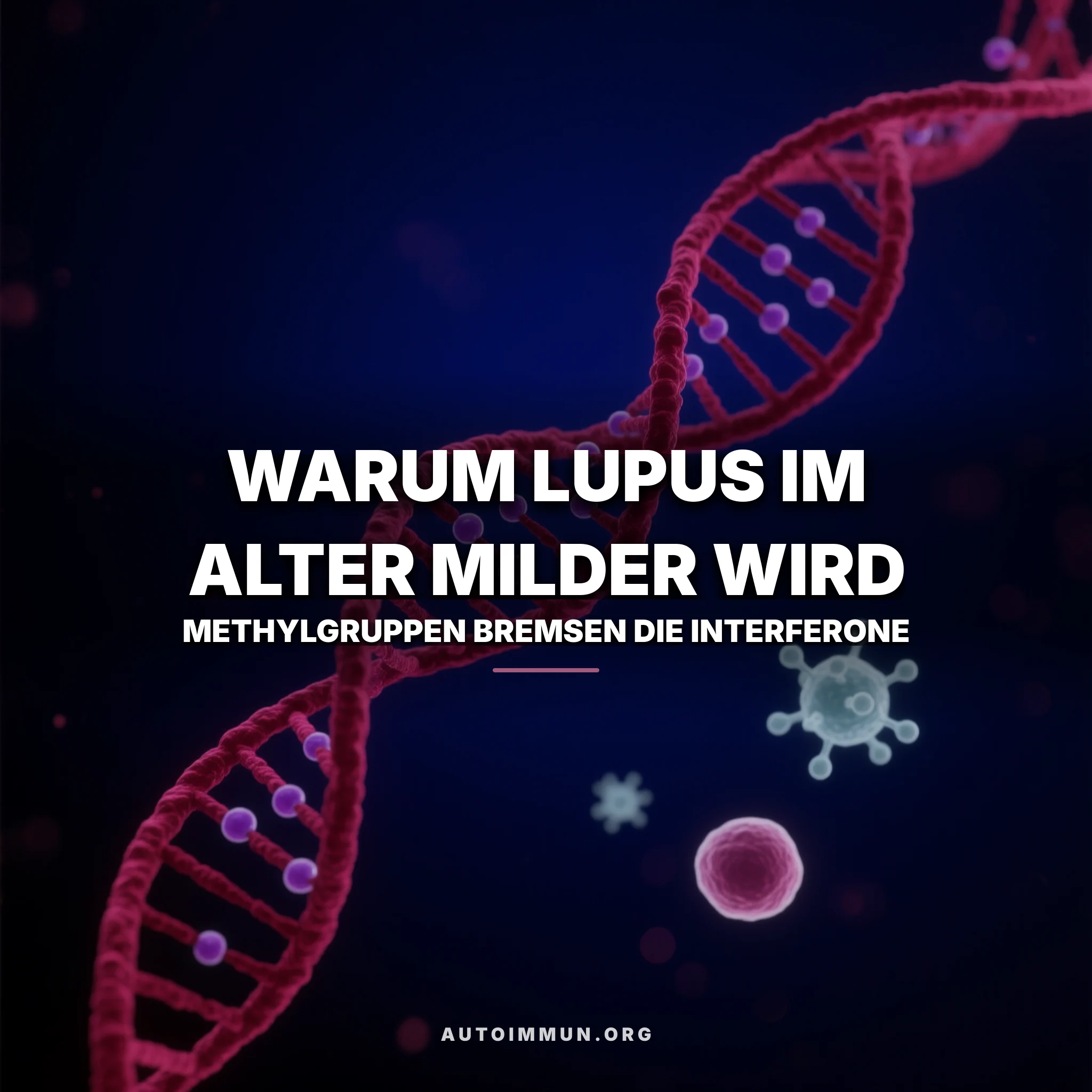Illustration einer DNA-Doppelhelix, an deren Strang violette Methylgruppen sitzen, daneben Immunzellen und Signalproteine